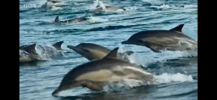 Common dolphin (Delphinus delphis) as shown in Blue Planet II - Green Seas